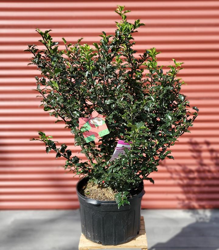 Ilex X meserveae Blue Princess #5