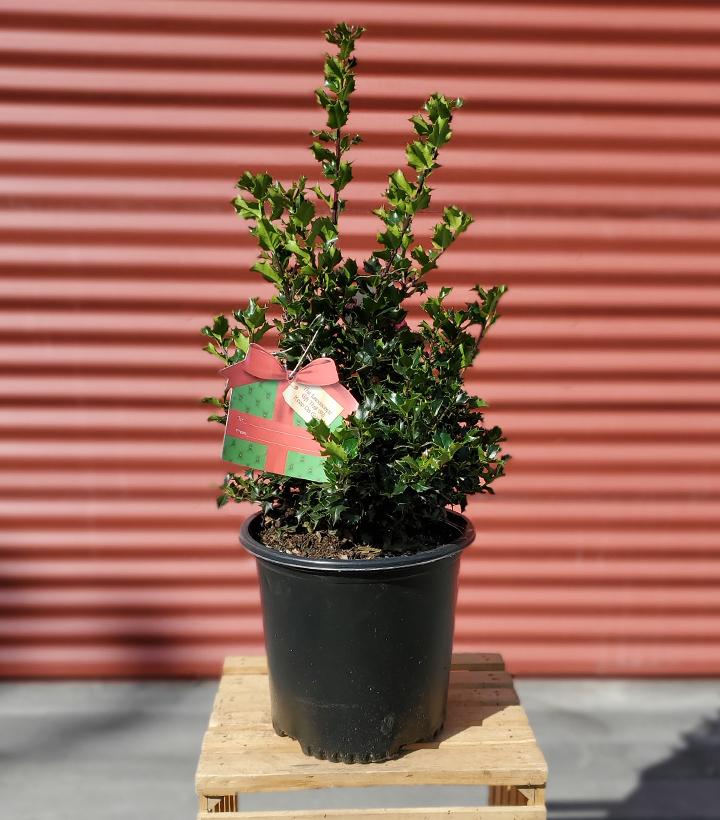 Ilex X Red Beauty™ ('Rutzan') #2