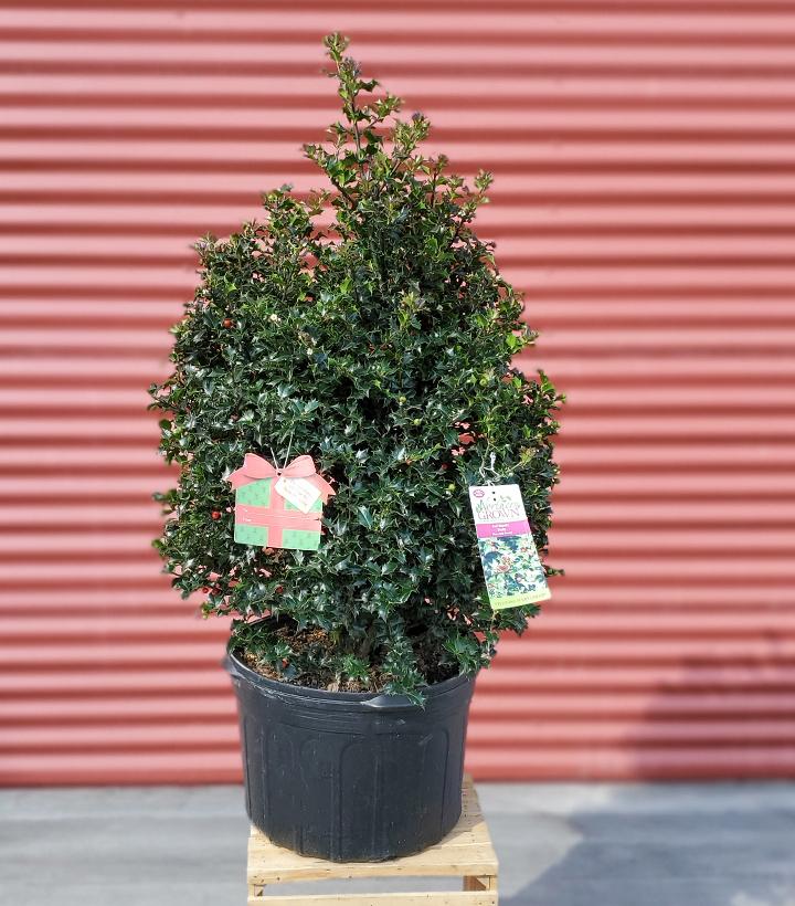 Ilex X Red Beauty™ ('Rutzan') #5