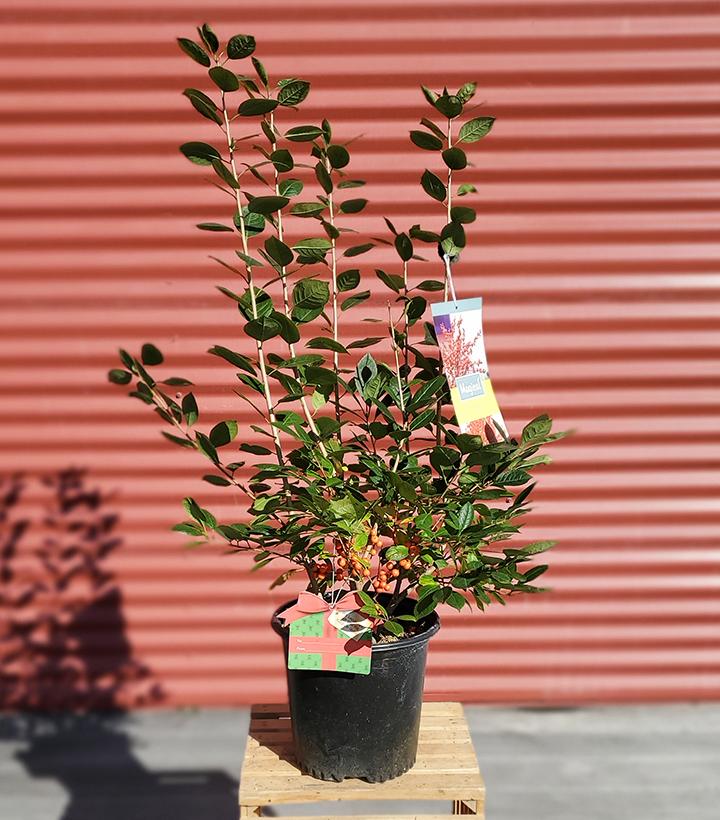 Ilex verticillata Magical® Showtime #2