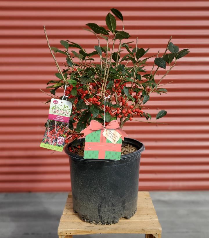 Ilex verticillata Red Sprite #3