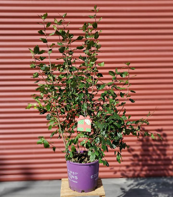 Ilex verticillata Wildfire™ #3