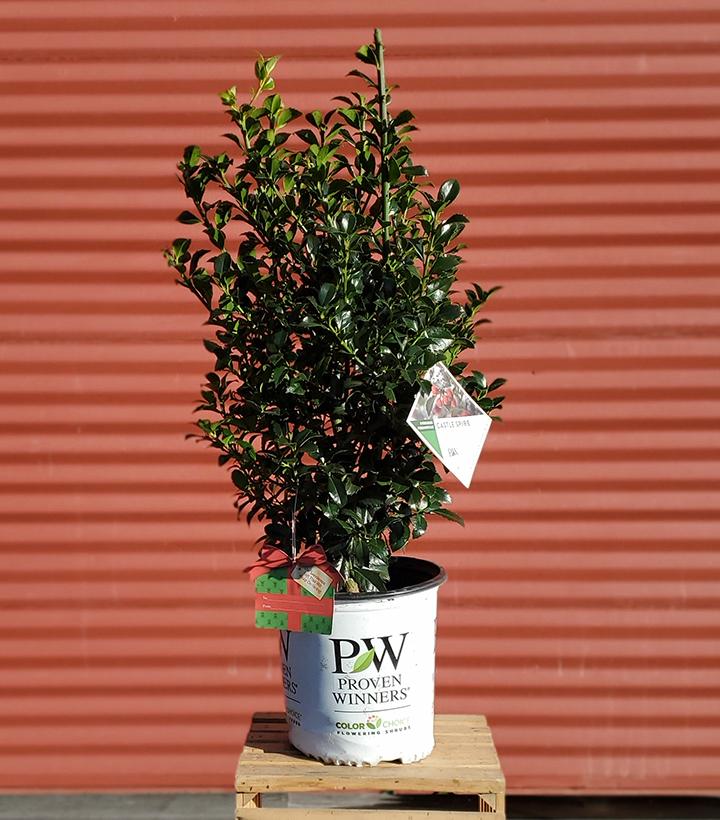 Ilex x meserveae Castle Spire® #2