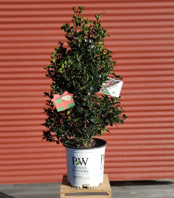 Ilex x meserveae Castle Spire® #5