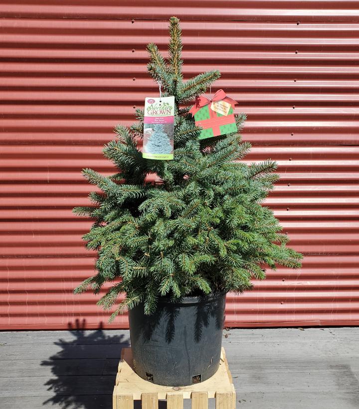 Picea pungens Baby Blue #7