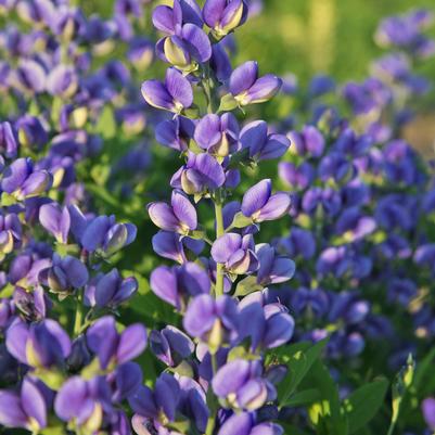 Baptisia hybrid Decadence® Decadence® Blueberry Sundae