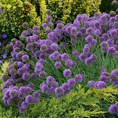 Allium 'Medusa'