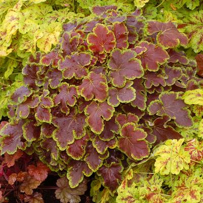 Heucherella 'Solar Eclipse'