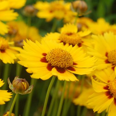 Coreopsis Tequila Sunrise