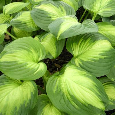 Hosta Enchiladas