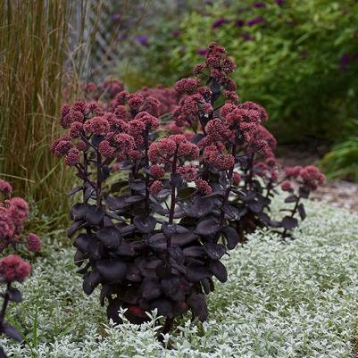 Sedum 'Night Embers'