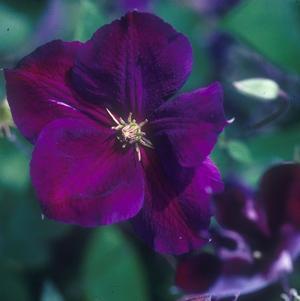 Clematis jackmanii Superba