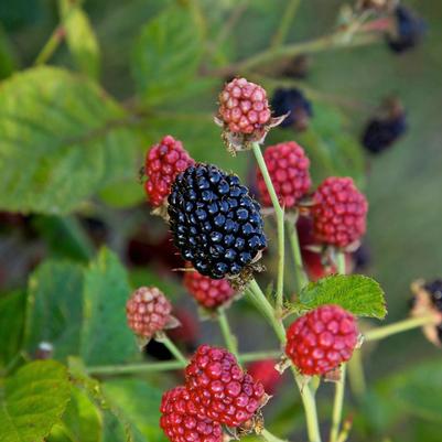 Rubus Bushel and Berry® Baby Cakes®