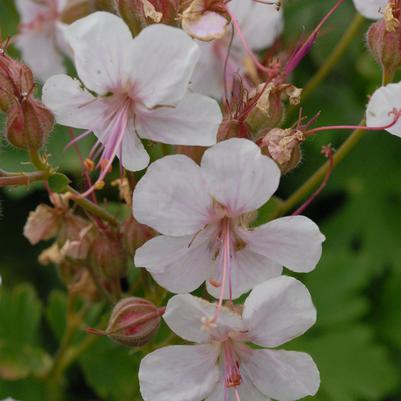 Geranium cantabrigiense Biokova