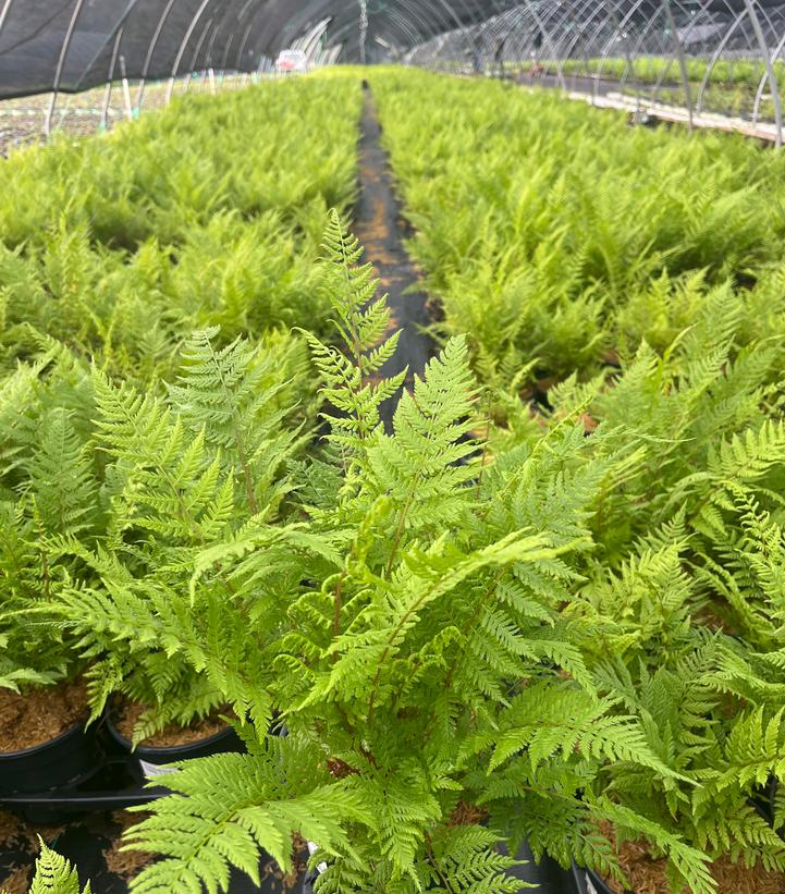 Athyrium filix femina Lady in Red