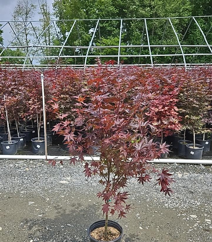 Acer palmatum 'Bloodgood'