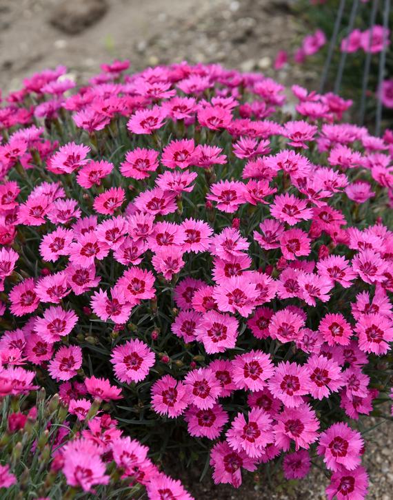 Dianthus 'Paint the Town Fancy'