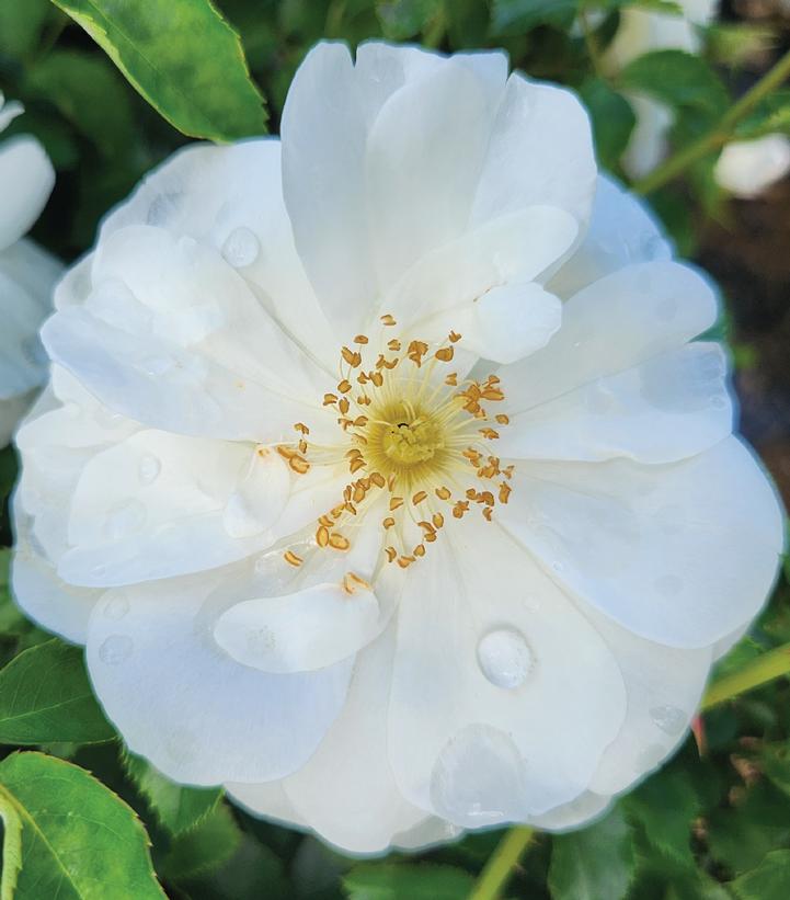 Rosa Flower Carpet- White