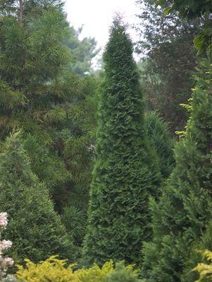 Thuja occidentalis North Pole®