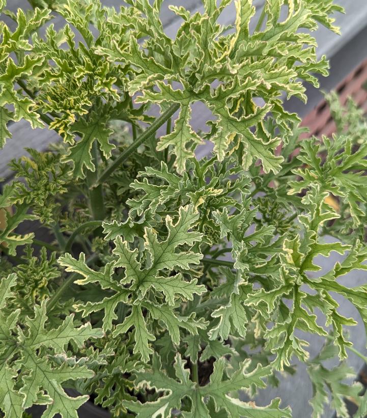 Pelargonium citrosa Lady Plymouth