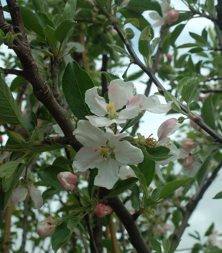 Malus X Red Delicious