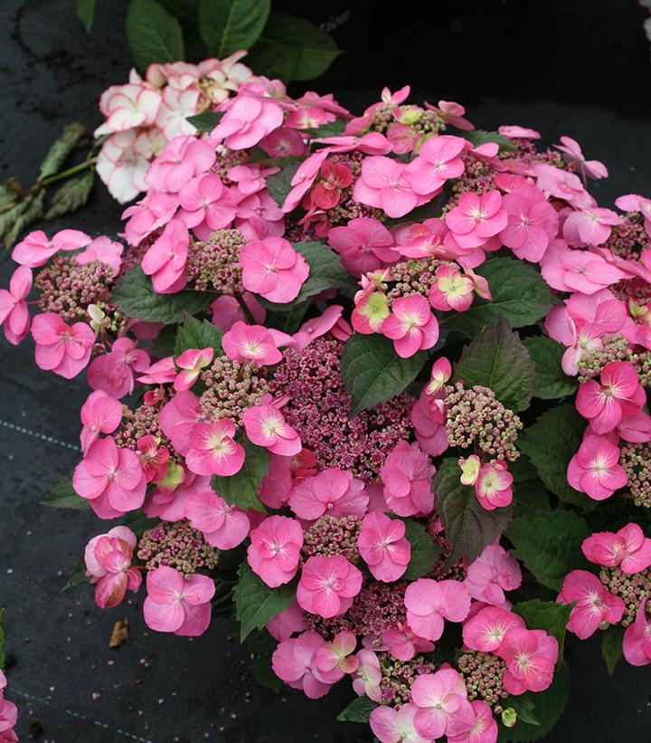 Hydrangea serrata Tuff Stuff™