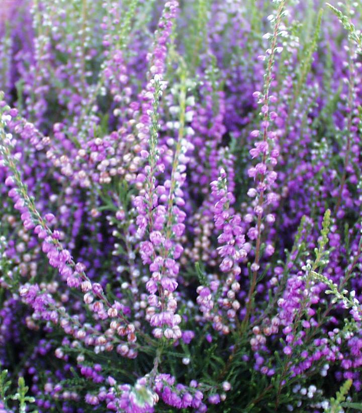 Calluna vulgaris Tib