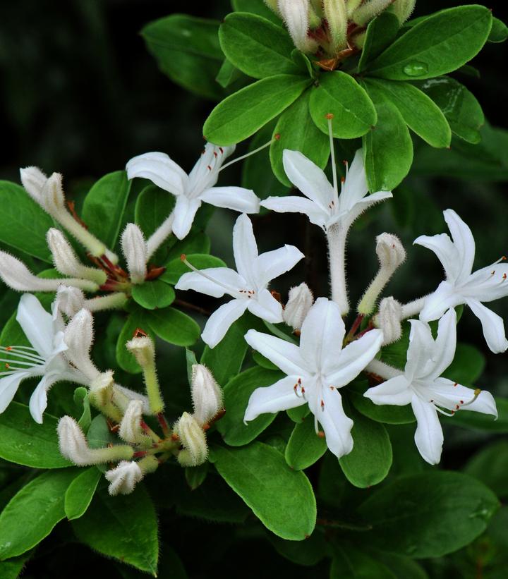 Azalea viscosum 