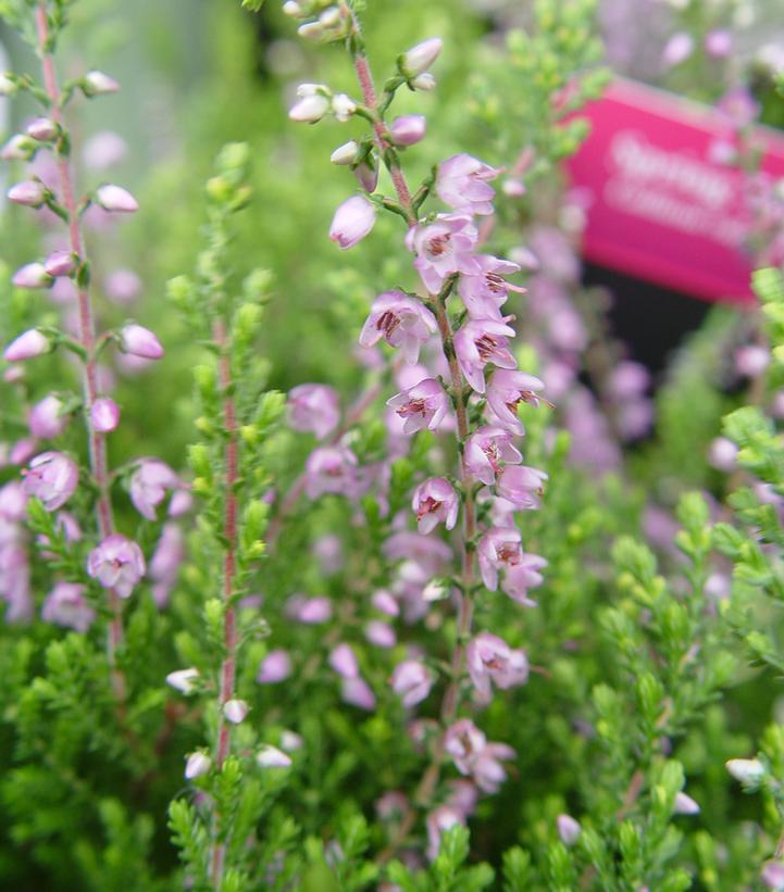 Calluna vulgaris Spring Torch