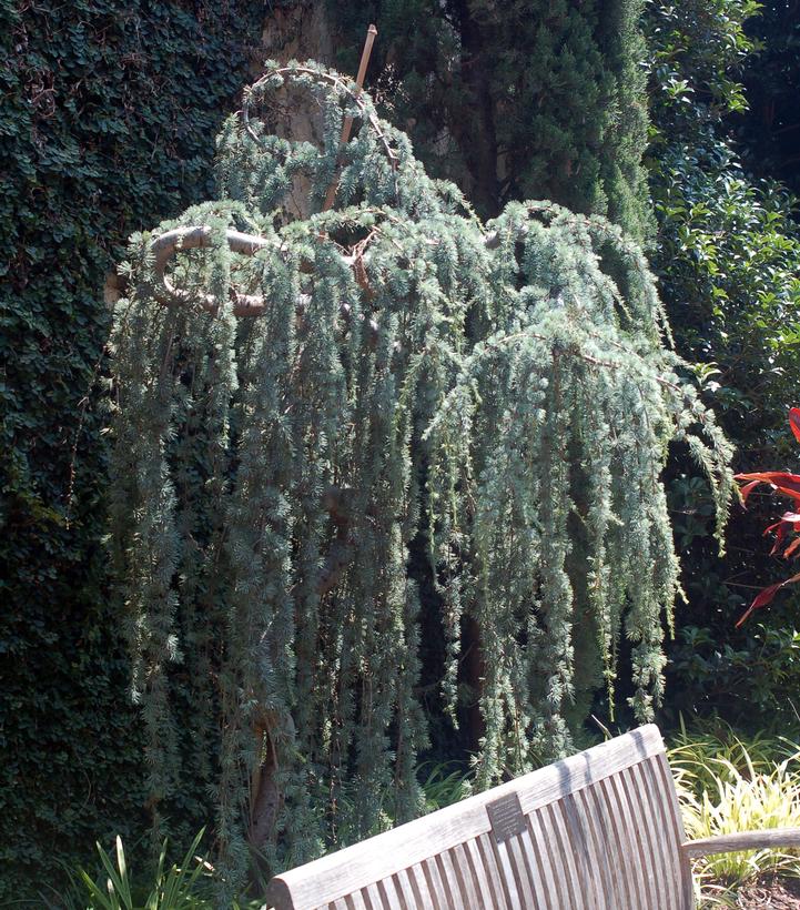 Cedrus atlantica Glauca Pendula