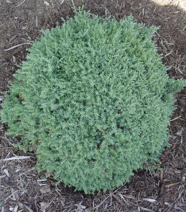 Chamaecyparis obtusa 'Blue Feathers'