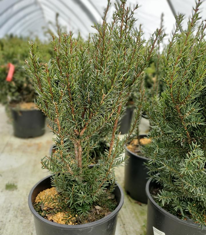 Taxus x media 'Dark Green Spreader'