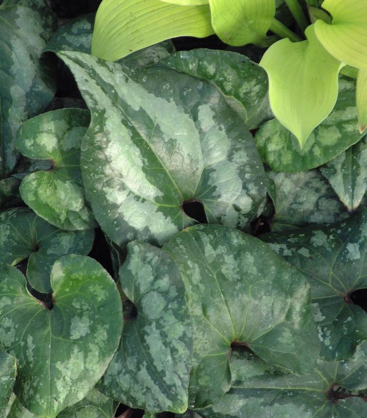 Asarum splendens 