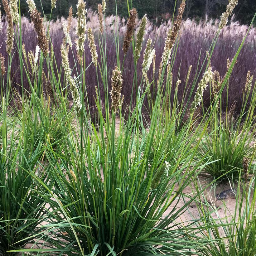 Sesleria autumnalis 