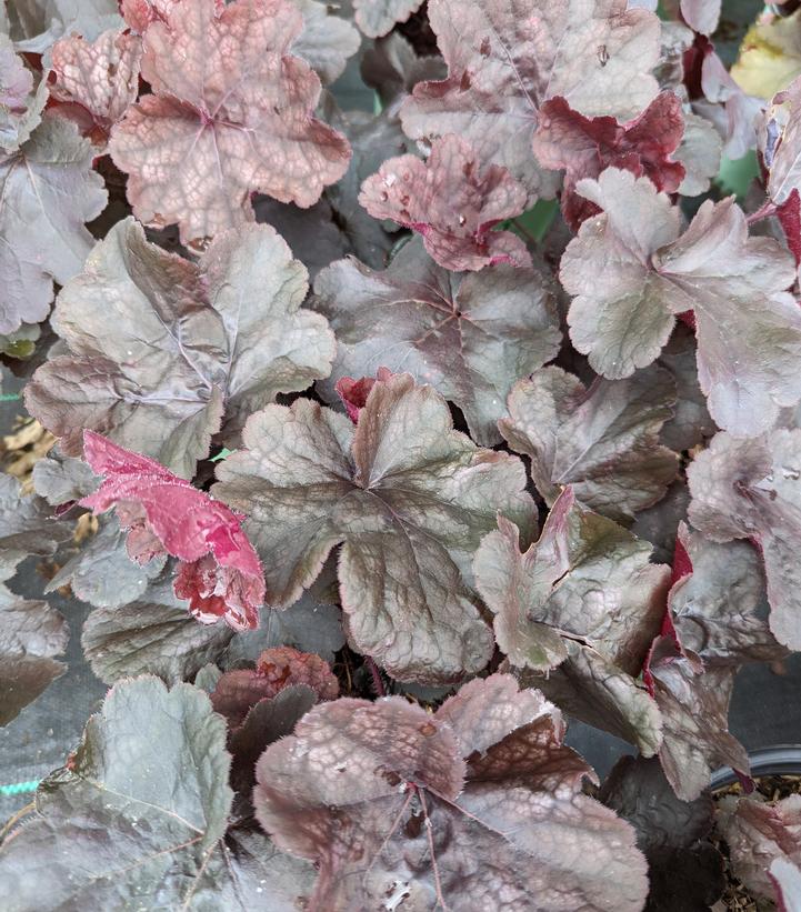 Heuchera Northern Exposure™ Black