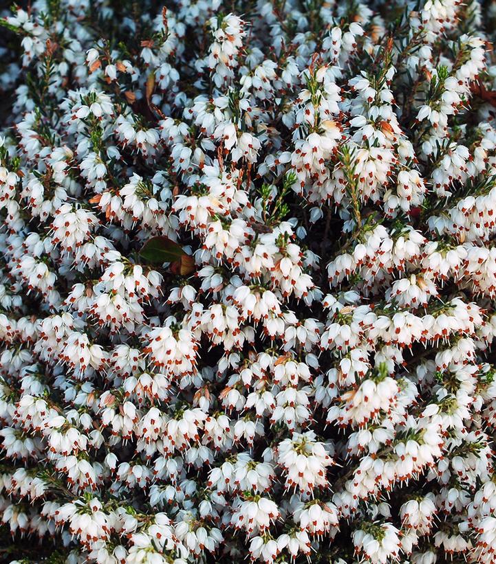 Erica carnea White