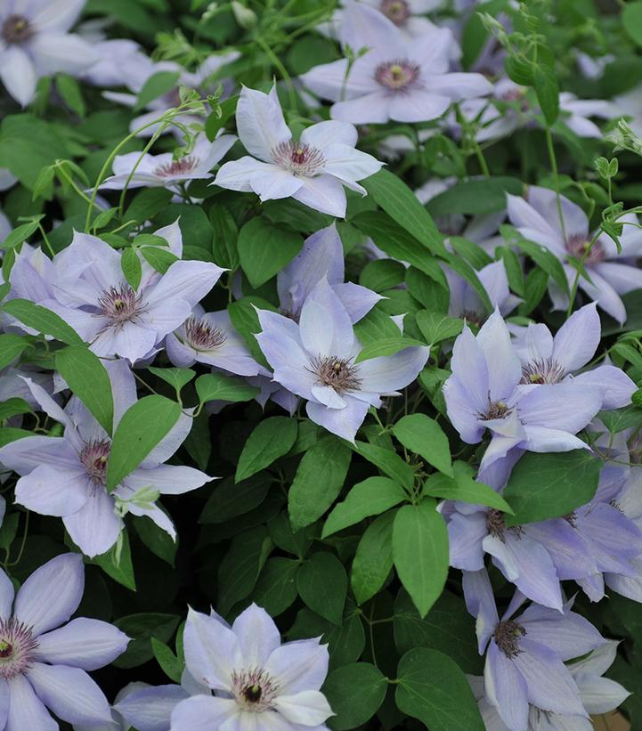 Clematis Bernadine™