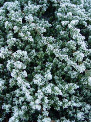 Juniperus procumbens 'Nana'