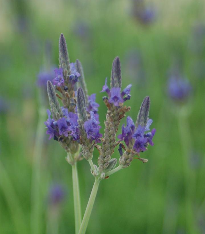 Lavandula pinnata 