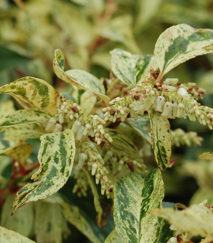 Leucothoe fontanesiana Rainbow