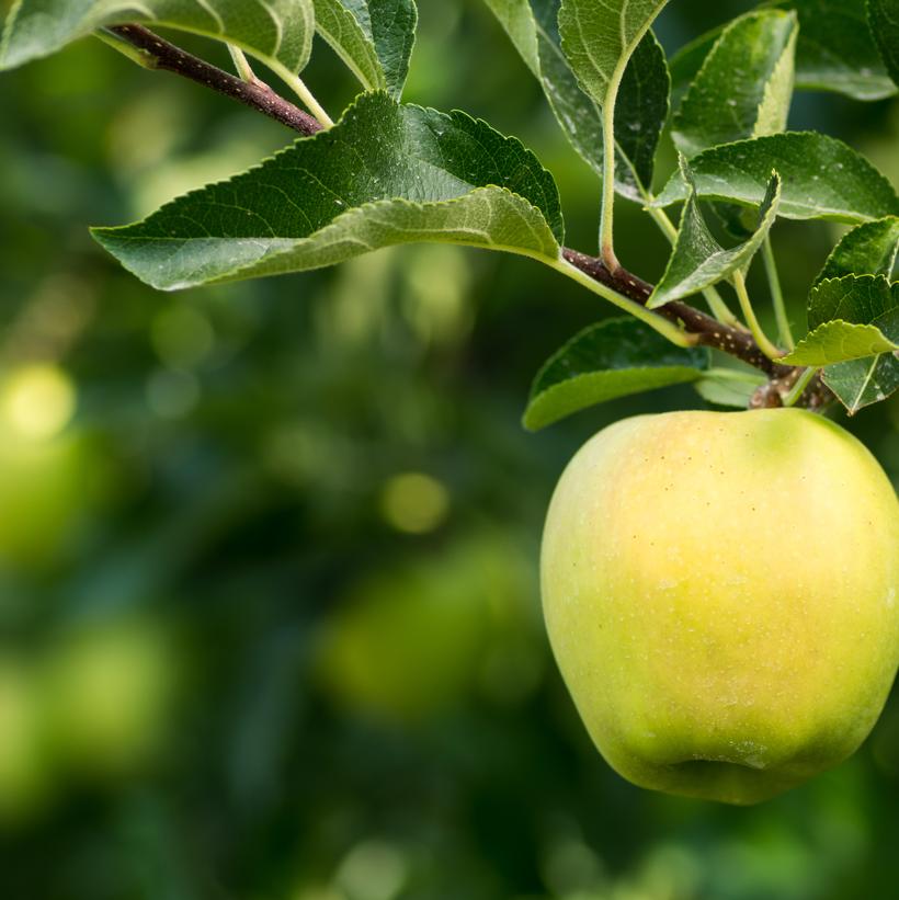 Malus 'Yellow Delicious'