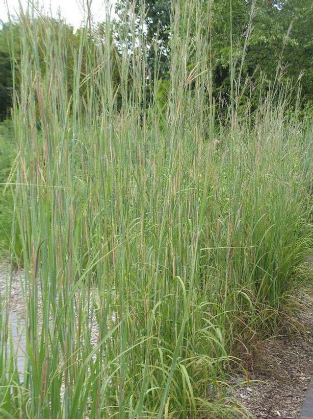 Andropogon gerardii 