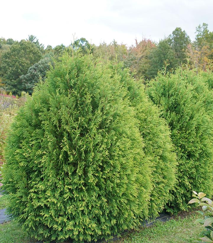 Thuja occidentalis Cheer Drops™