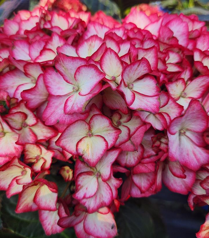 Hydrangea mac. 'Kimono'