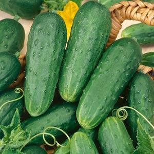 Cucumber 'Homemade Pickles'