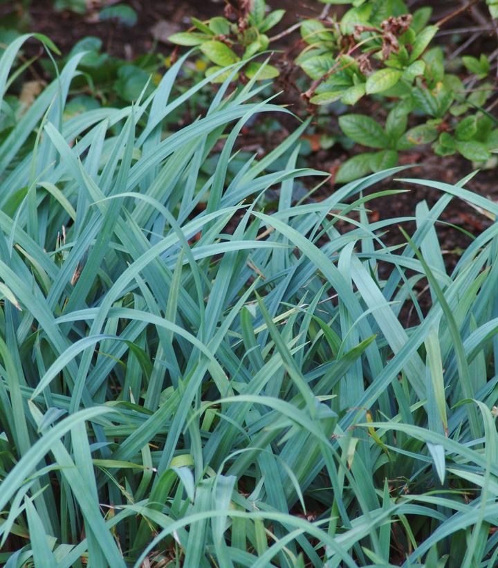 Carex flaccosperma 