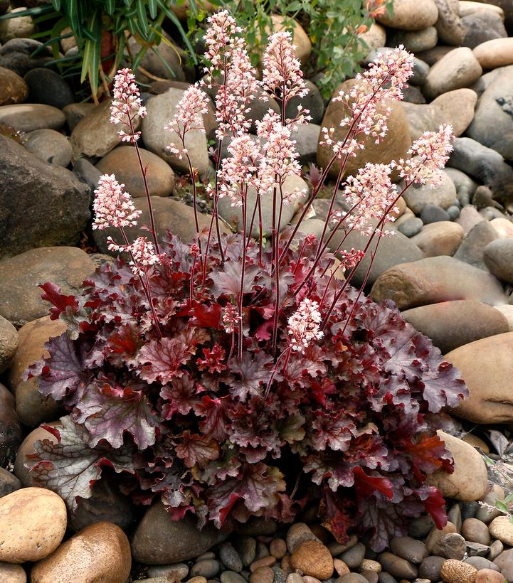 Heuchera 'Ruby Tuesday'