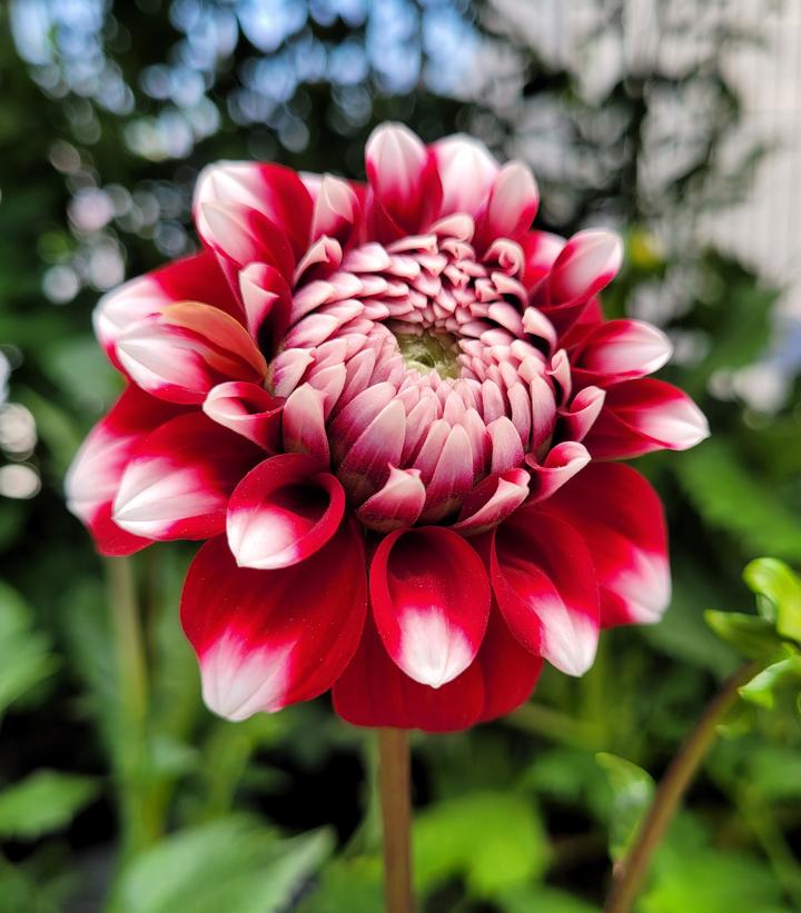 Dahlia 'Checkers'