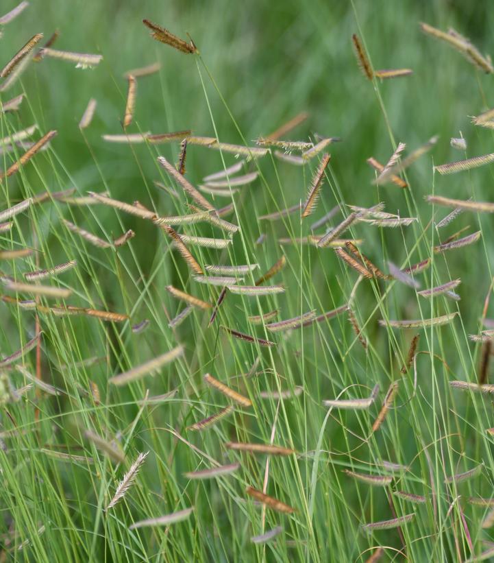 Bouteloua gracilis 'Honeycomb'