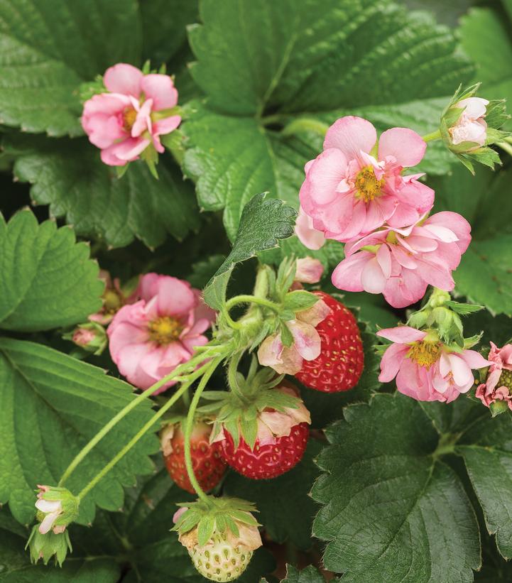 Fragaria ananassa Berried Treasure® Pink